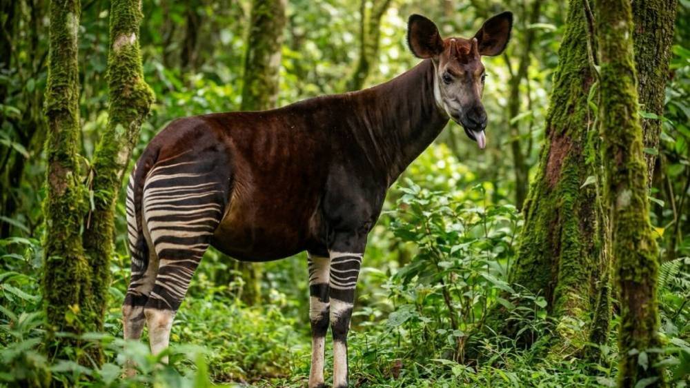 Safeguarding Species