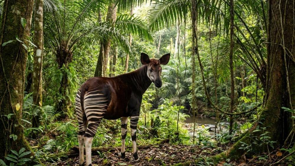 Okapi Conservation Project