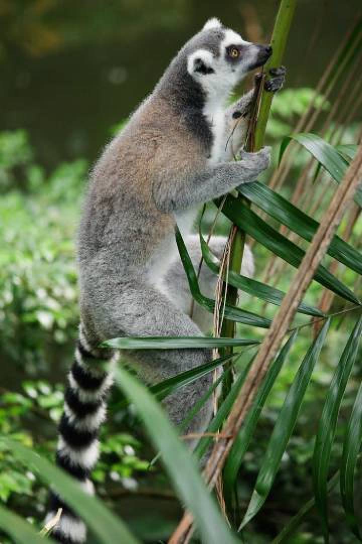 Lemur Land