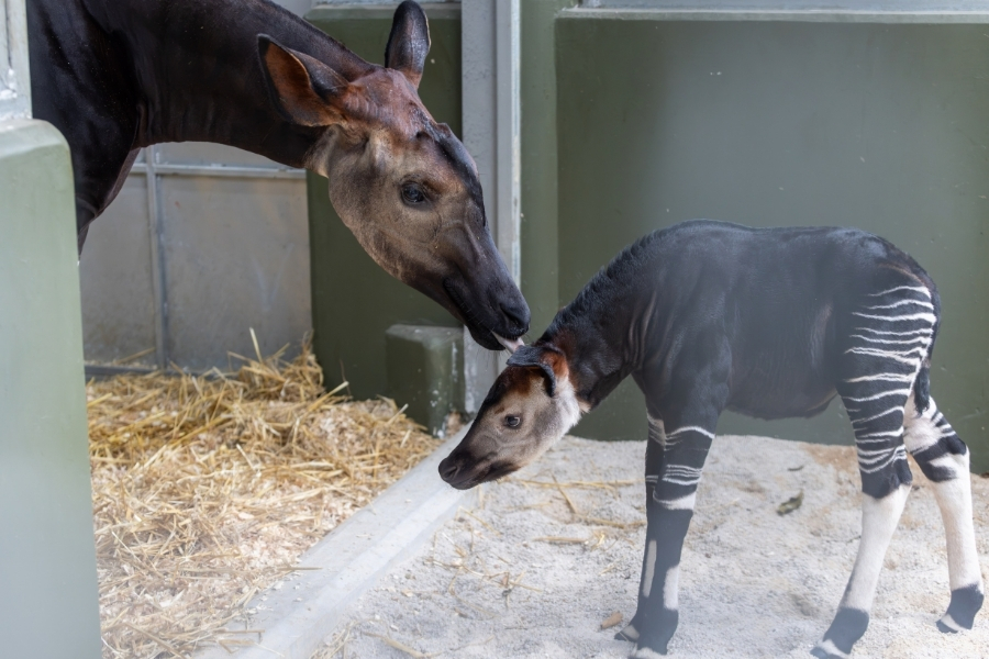 Celebrating Our Very First Baby Okapi