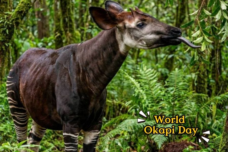 Okapi Discovery Booth