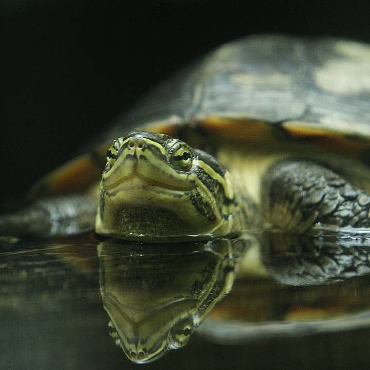 Annam leaf turtle