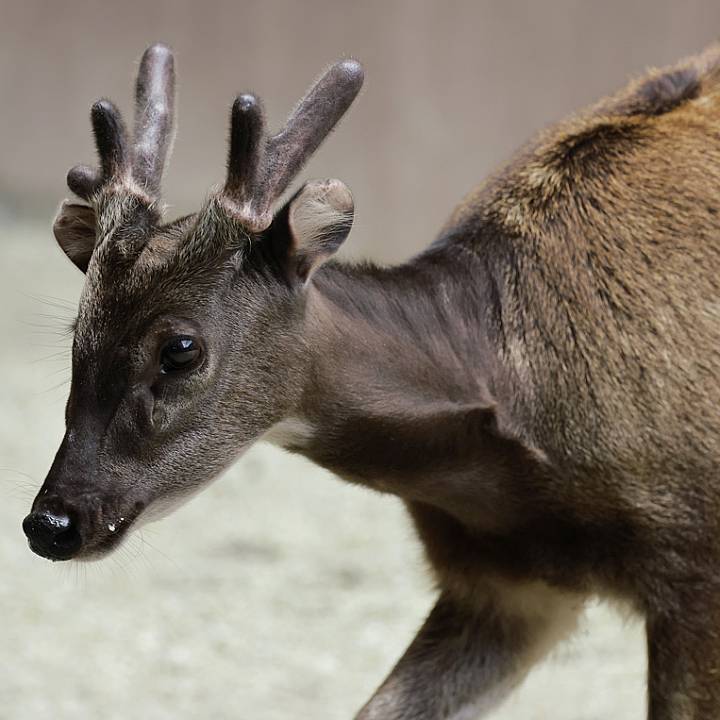 Philippine spotted deer