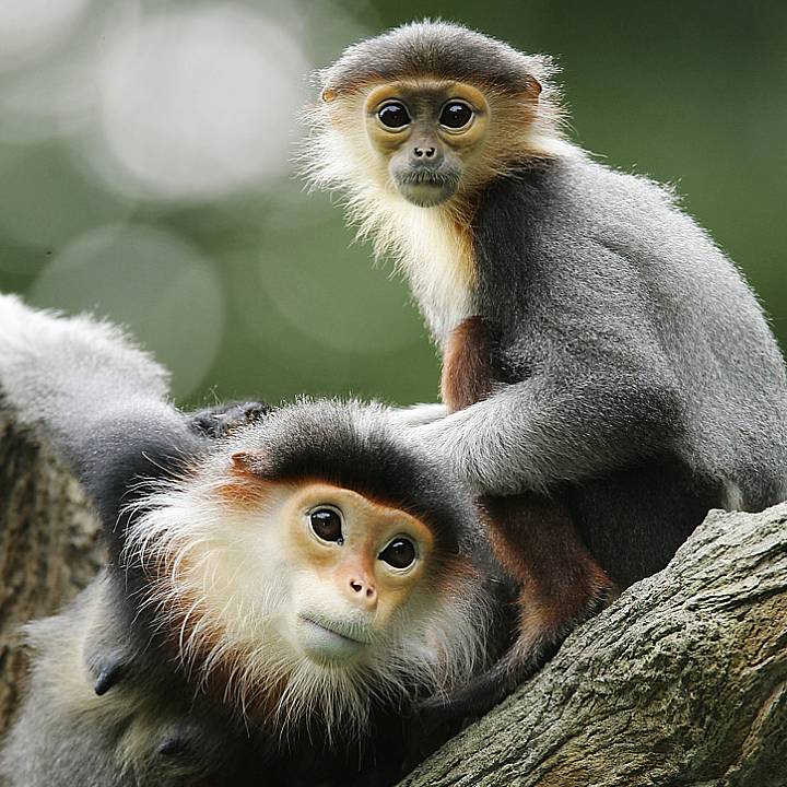 Red-shanked douc langur