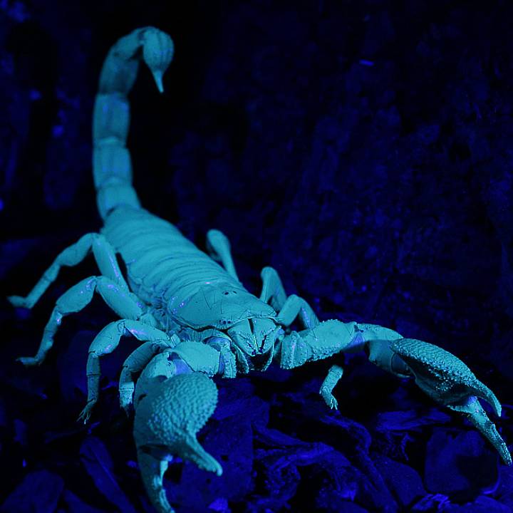 Asian forest scorpion
