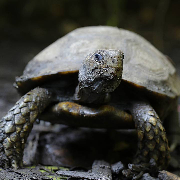 Asian brown tortoise