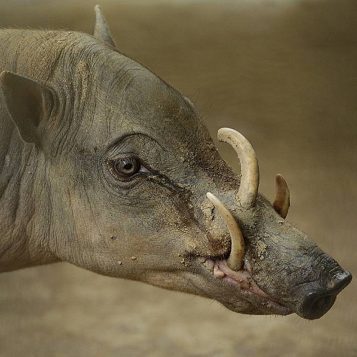 Babirusa