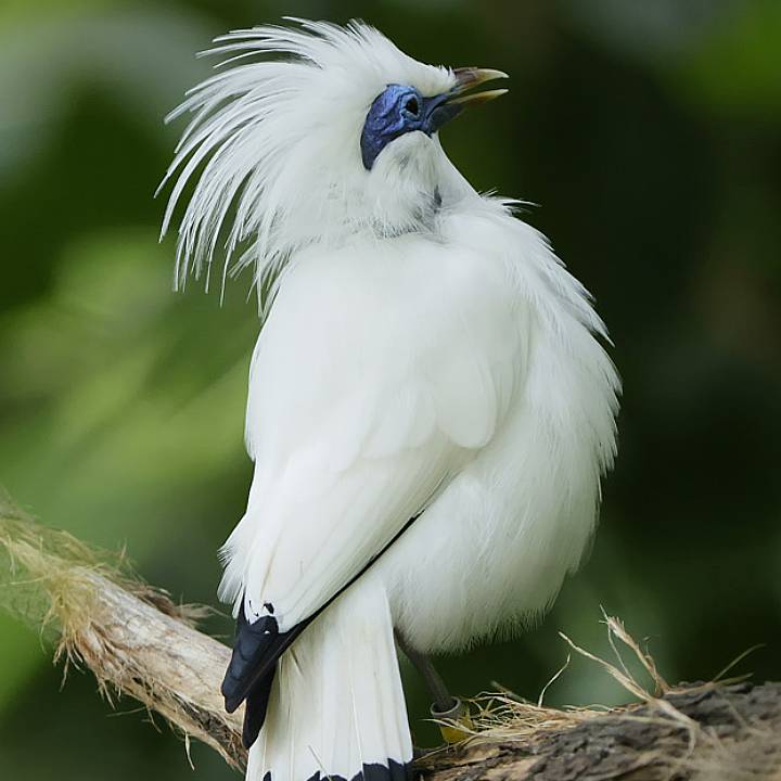 Bali myna