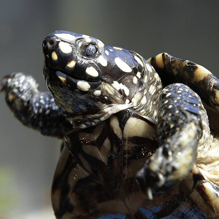 Black pond turtle