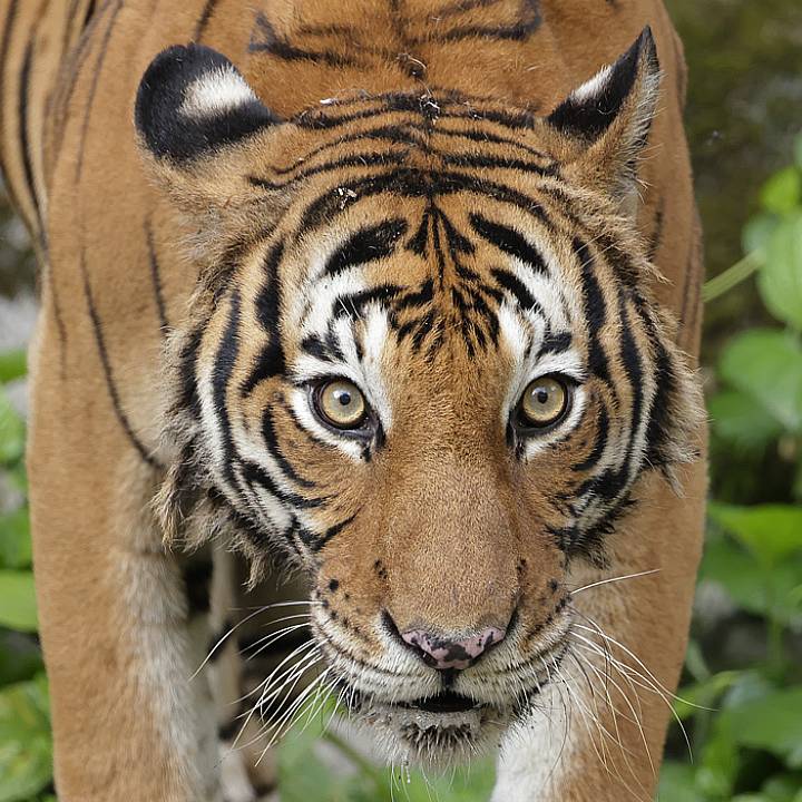 Malayan tiger