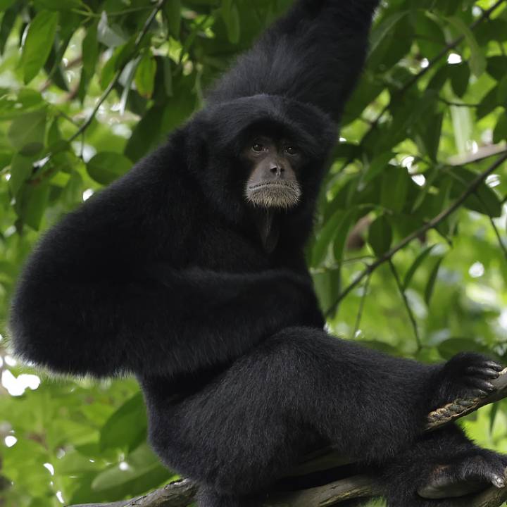 Siamang
