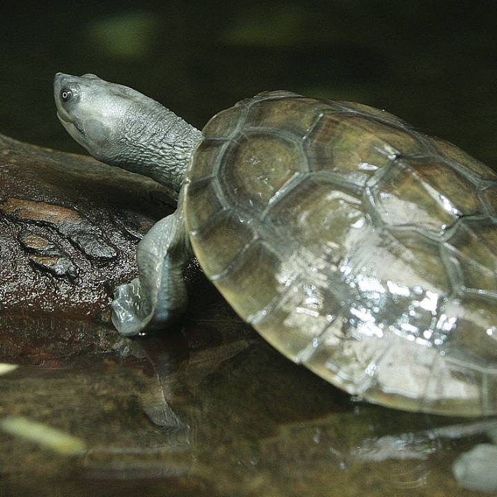 Southern river terrapin