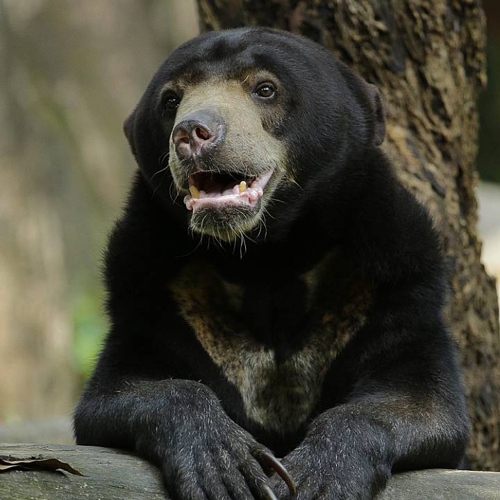 Sun bear