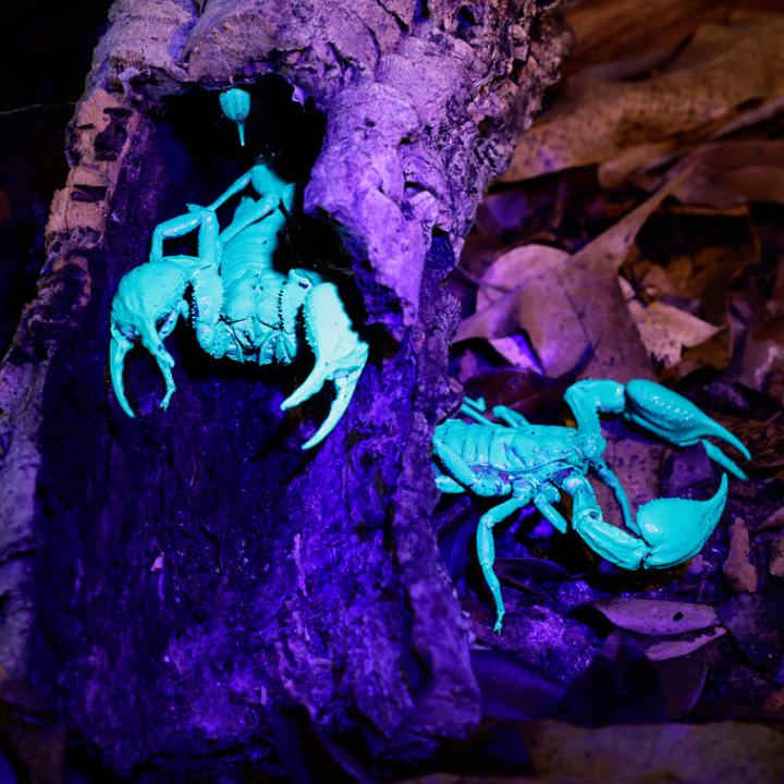 Asian forest scorpion