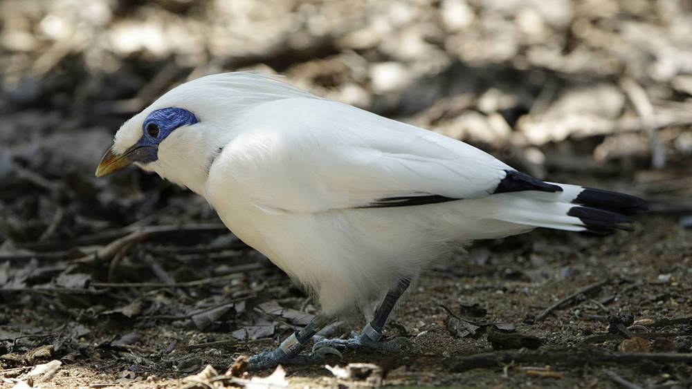 bali myna on the ground