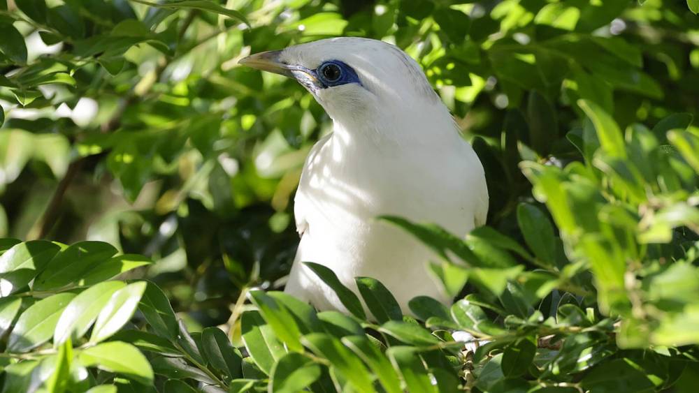 bali myna hiding in the trees