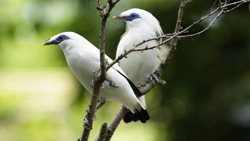 bali mynas perching on branches