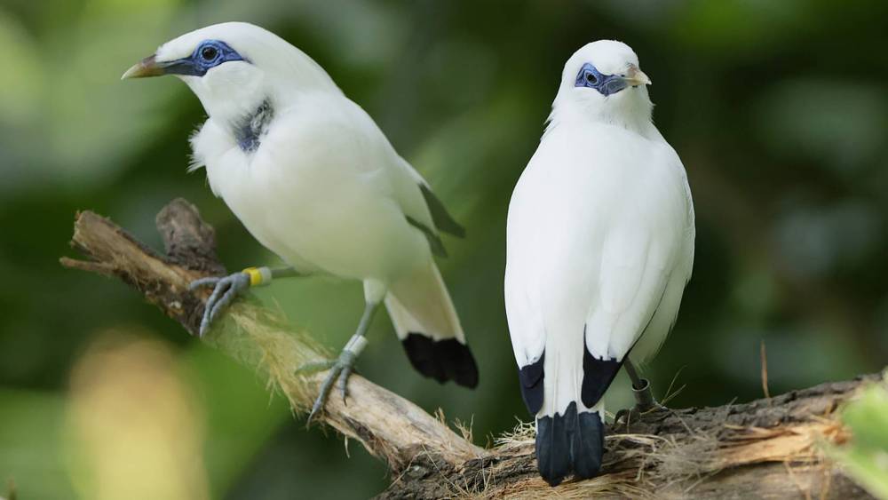 bali mynas perching on branches