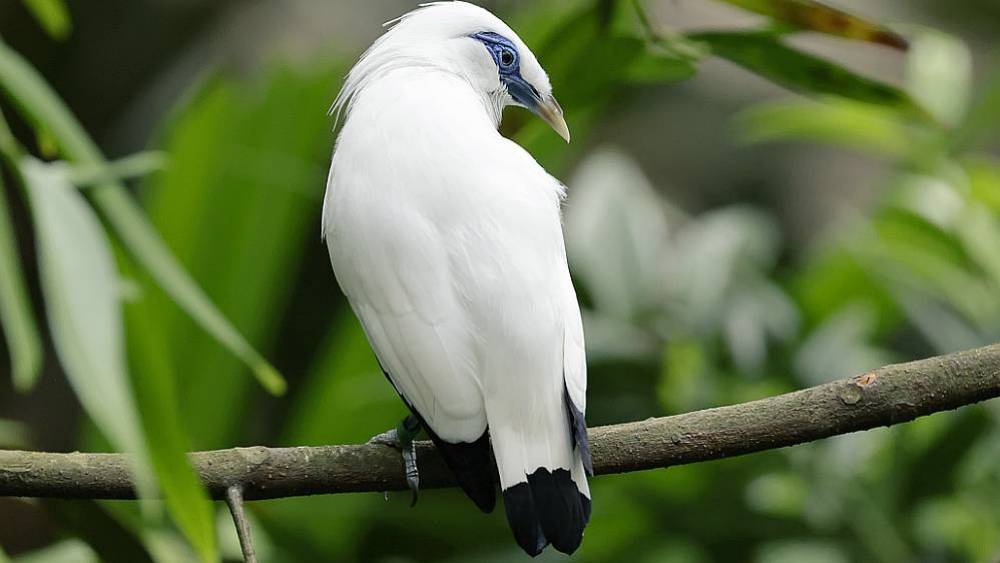 Saving Bali Mynas For Over 30 Years