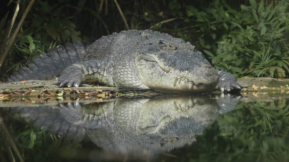 crocodile relaxing by the water