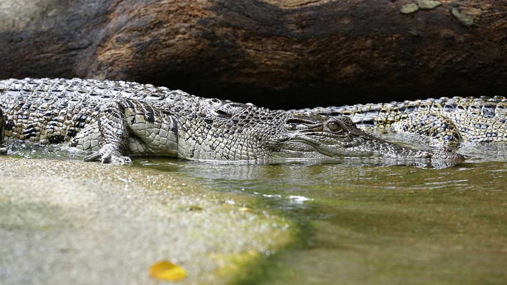 crocodile going into the water