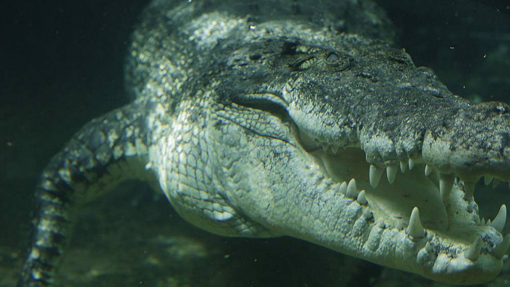 Respect The Reptiles