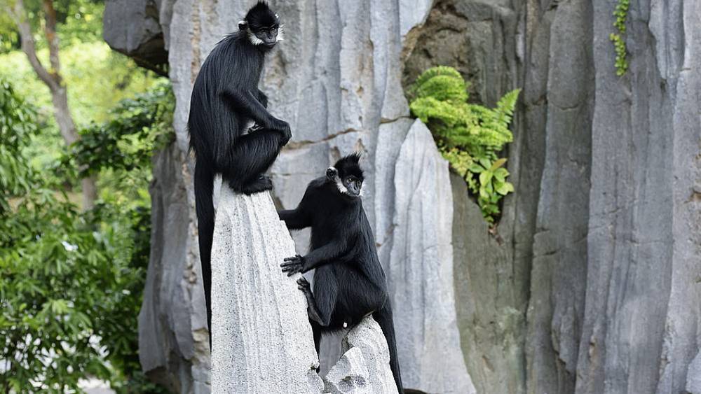 物种管理繁育计划