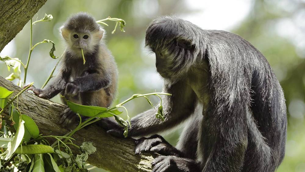 langur munching on leaves