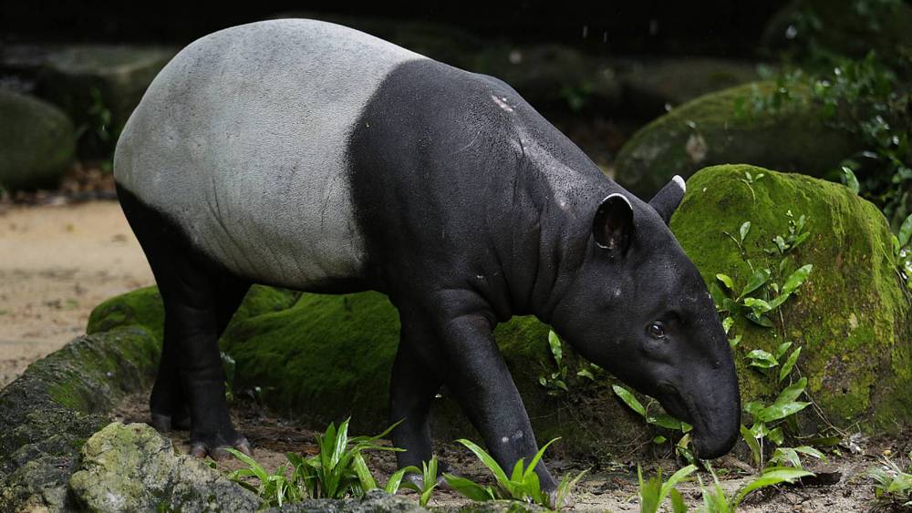 Malayan tapir foraging 
