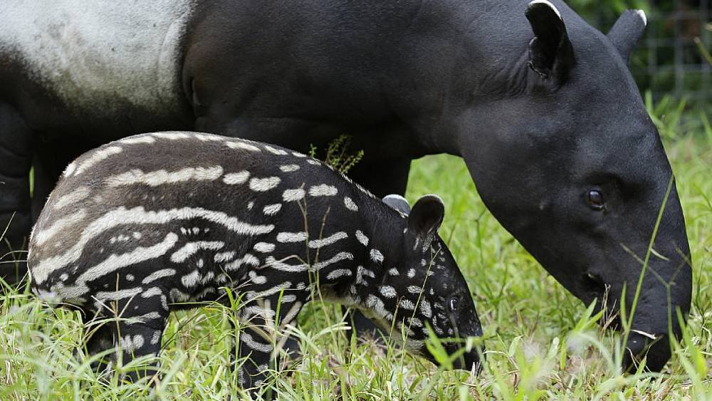 Managed Species Programmes