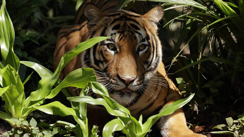 Malayan tiger in the shadows