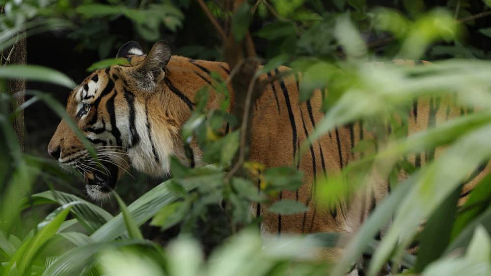 Collaborating For Conservation  