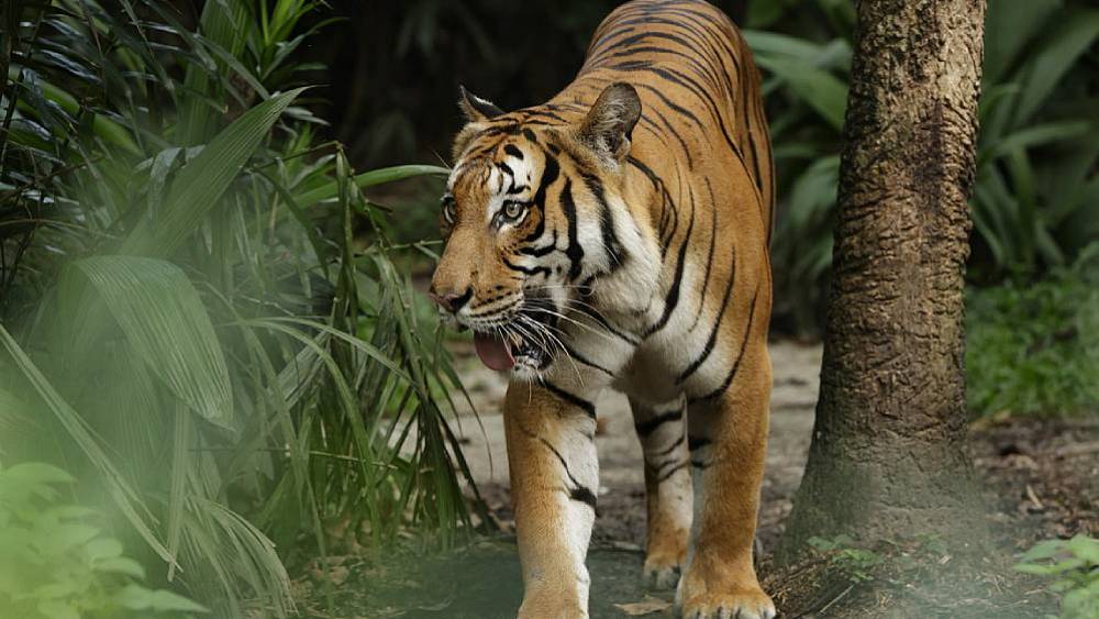 Citizen Action For Tigers (CAT) Walks