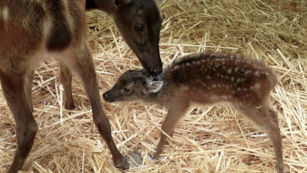 a doe with its fawn