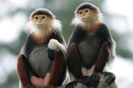 For the Nature Lovers and Curious Explorer: A Wildlife Exploration Awaits