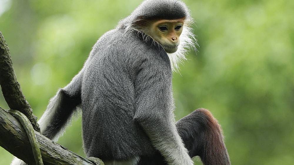 Protecting Laos Wildlife