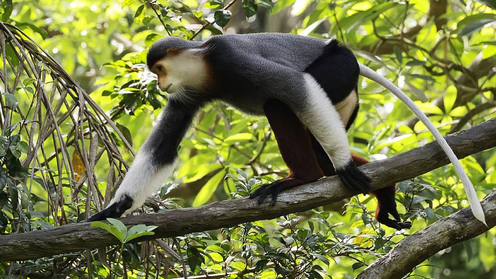 Anti-poaching Patrols