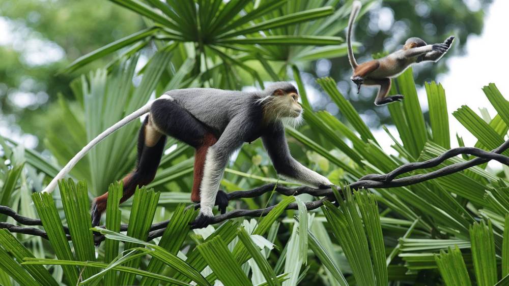 a red-shanked douc with its baby climbing a tree vine