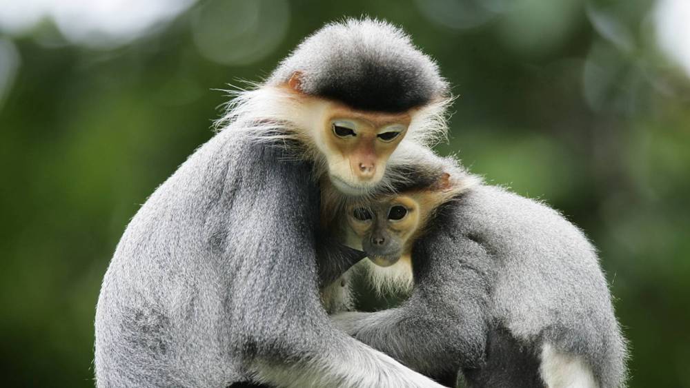 adult red-shanked douc hugging a juvenile red-shanked douc