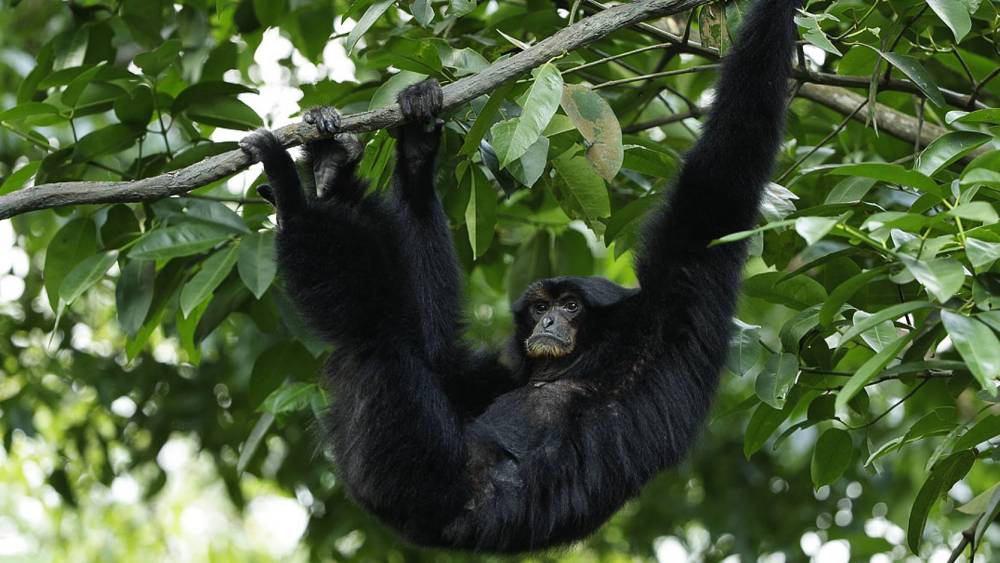 siamang hanging from the branch