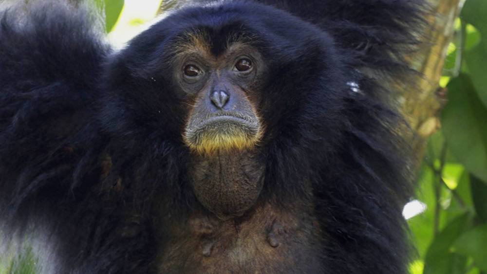 a mother siamang with its child