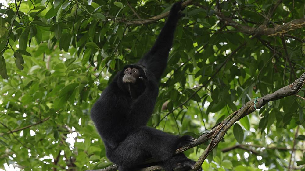 Siamang chilling in the trees