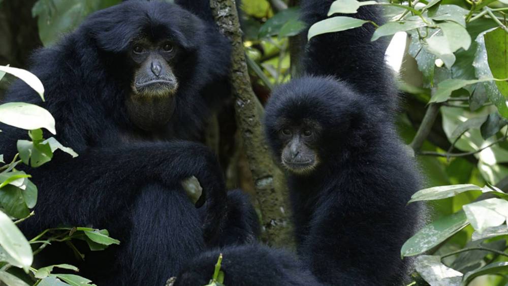 a mother and child siamangs