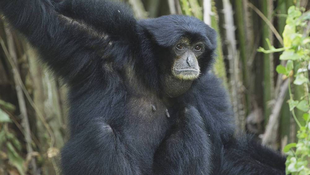 a watchful adult siamang in the tree
