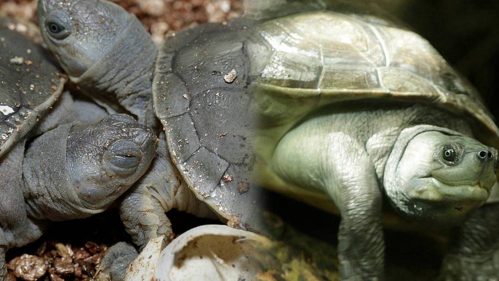 side by side comparison of southern river terrapin hatchling & adult