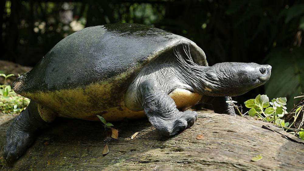 Strengthening Conservation