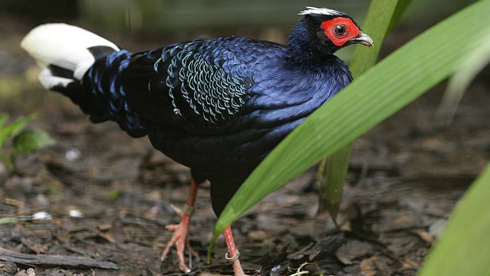 Supporting Global Breeding