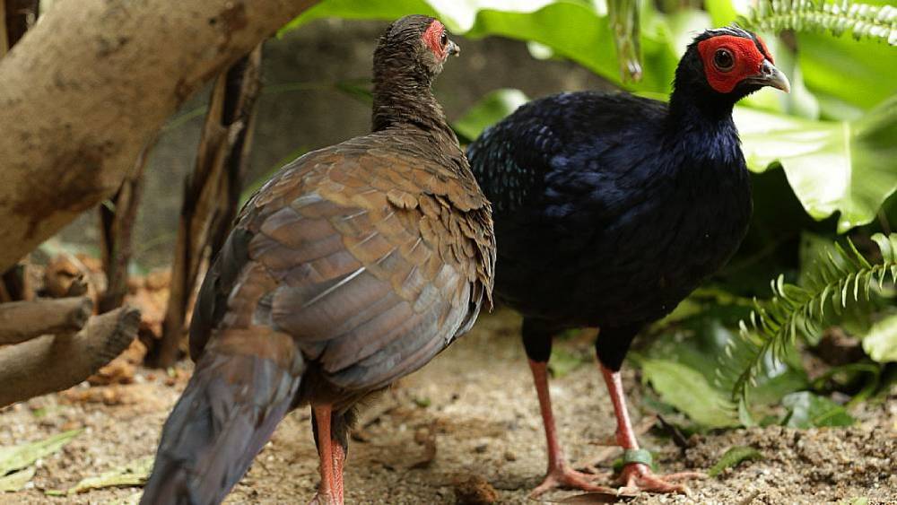 Managed Species Programmes