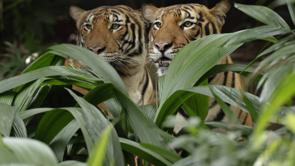 tigers behind bush