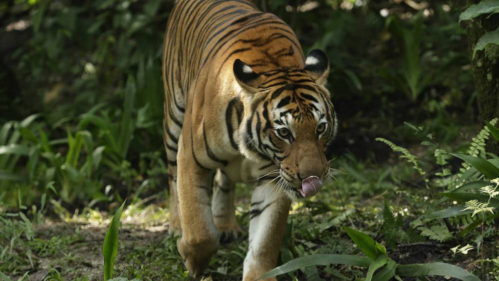 tiger prowling 